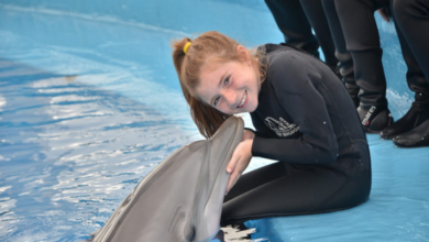 Diving into Wonder: The Magic of Dolphin Discovery
