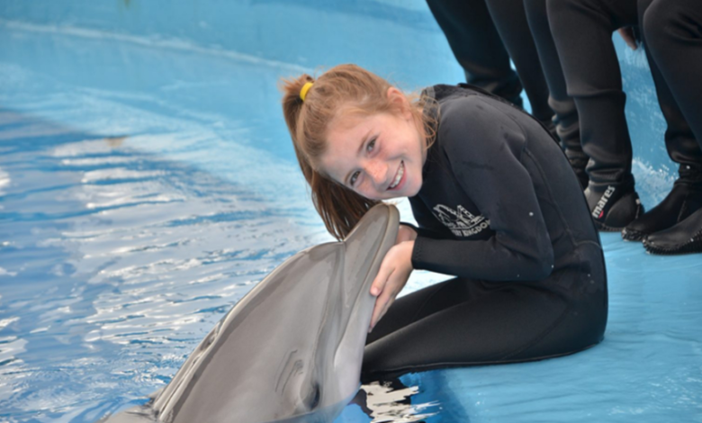 Diving into Wonder: The Magic of Dolphin Discovery