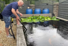 Swimming Pond